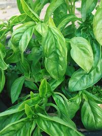 Close-up of green leaves