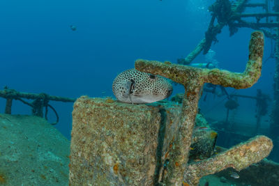 Fish swimming in sea