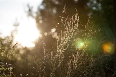 Close-up of plants against sky