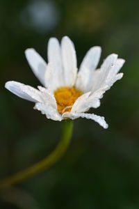 Close-up of white flowers