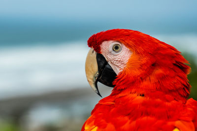 Close-up of parrot