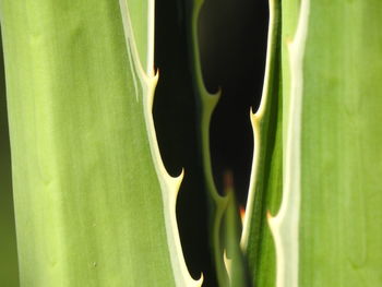 Close-up of fresh green leaf