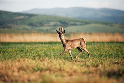 Portrait of deer on field