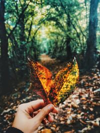 Person holding maple leaves during autumn