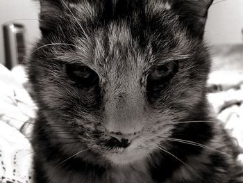 Close-up portrait of cat