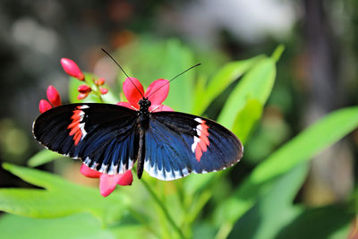 Close-up high angle view of butterfly on flower