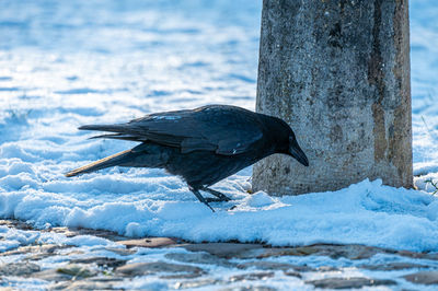 Close-up of bird perching on snow