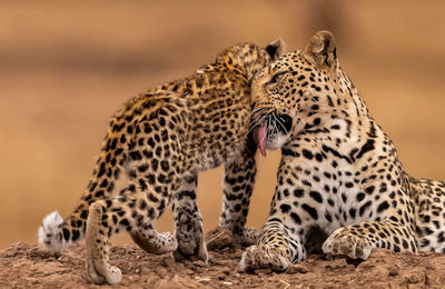 Close-up of leopard