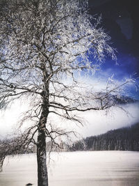 Bare tree on snow covered landscape