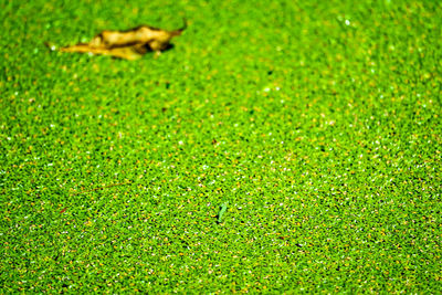 Full frame shot of green field