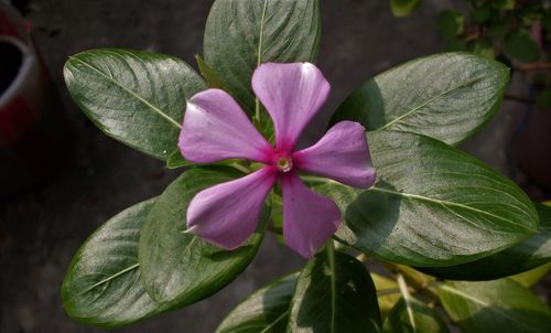 Close-up of pink flowering plant