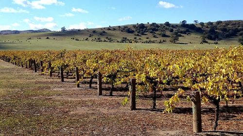 Scenic view of vineyard against sky