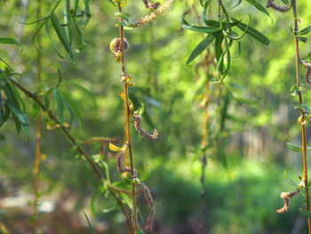 Close-up of branch