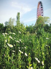 Low angle view of plants growing on field