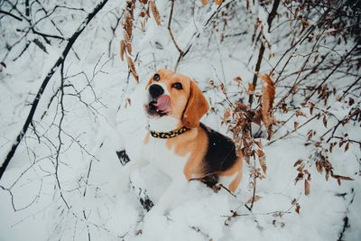 High angle view of dog standing on snow covered field in forest