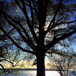 Low angle view of bare trees against sky