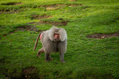 Monkey sitting on grassy field