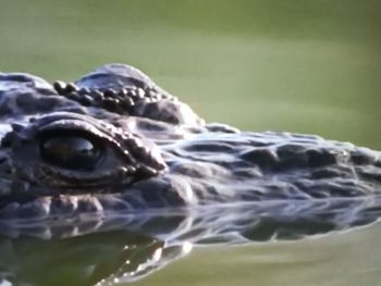 Close-up of crocodile in water