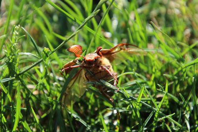 Close-up of bee pollinating flower