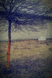 Bare trees against sky