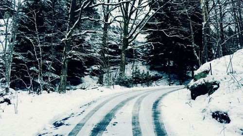 Road passing through bare trees