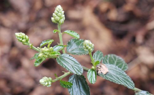 Close-up of plant growing outdoors