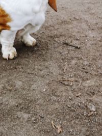Low section of a dog on a land