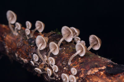 Close-up of mushrooms on tree trunk against black background