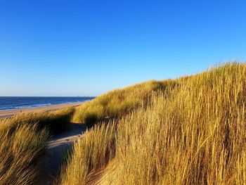 View of beach against clear blue sky