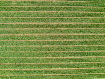 Full frame shot of agricultural field