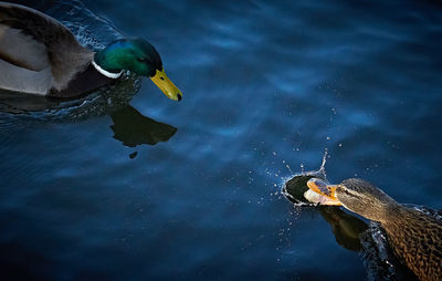 Close-up of duck swimming in lake