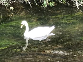 Swan in lake