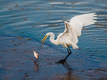 High angle view of egret hunting fish at lake