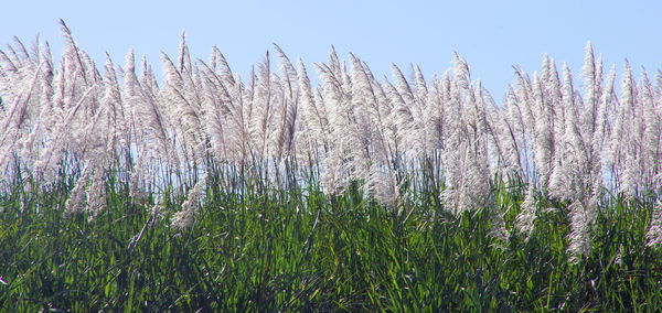 Close-up of flowering plants on field against sky