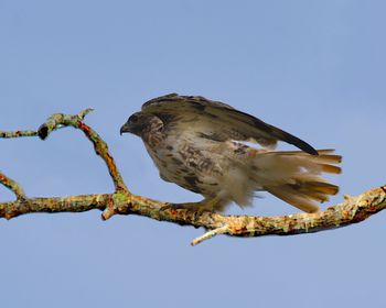 Low angle view of eagle perching on branch against sky
