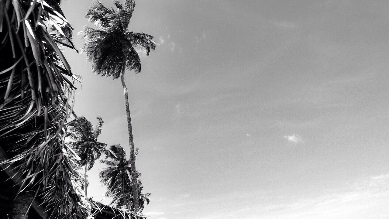 low angle view, tree, palm tree, sky, growth, tranquility, nature, beauty in nature, scenics, silhouette, tranquil scene, cloud - sky, branch, outdoors, day, no people, tree trunk, cloud, idyllic, tall - high