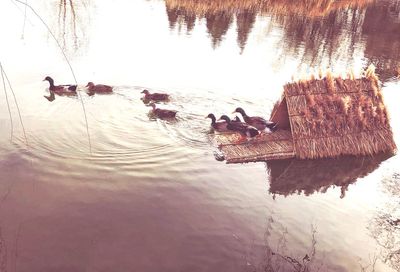 High angle view of ducks swimming on lake