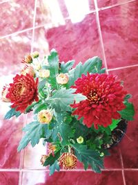 Close-up of red flowering plant