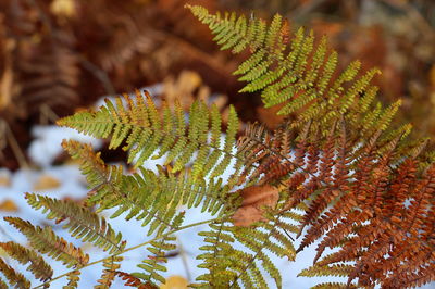 Close-up of fern leaves on tree