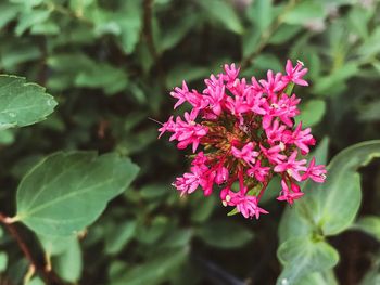 Close-up of pink flowering plant