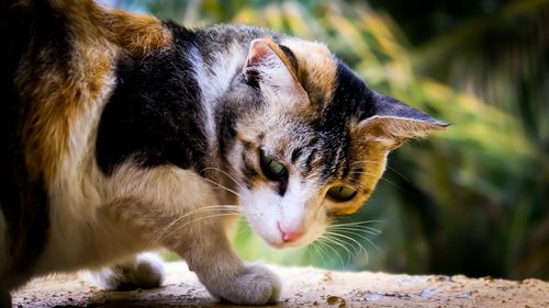 Close-up of a cat looking away