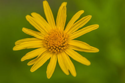 Close-up of yellow flower