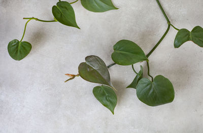 Rich green plant leaves on raw concrete surface , simplistic background image with ample copy space.