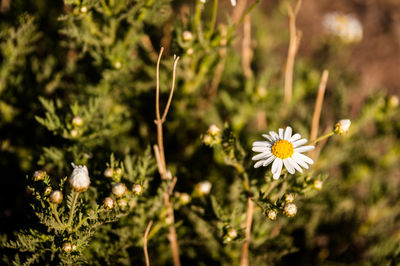 Close-up of white flowering plant