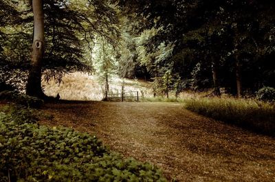 Trees on field in forest