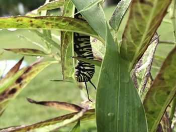 Close-up of butterfly on leaf