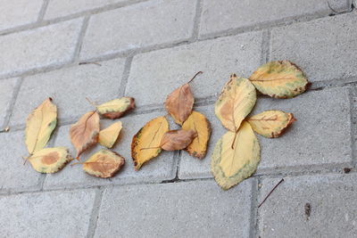 High angle view of autumn leaves on ground