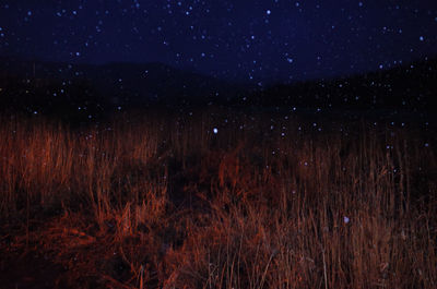 Scenic view of forest against sky at night