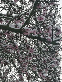 Low angle view of pink flowers on tree