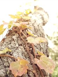 Close-up of tree